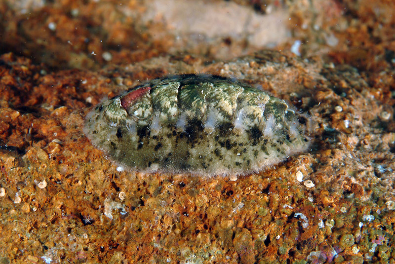 Acanthochitona fascicularis